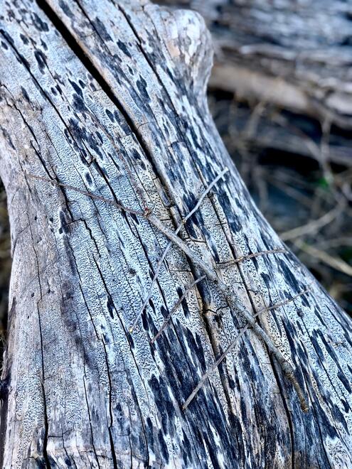 sculpture of a stick bug created from sticks, camouflaging on a tree
