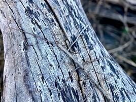 sculpture of a stick bug created from sticks, camouflaging on a tree