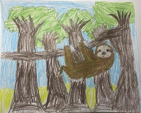 a drawing of a sloth camouflaging in tree limbs