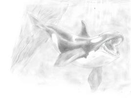 pencil illustration of an orca swimming