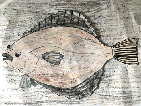 drawing of a flounder camouflaging against the sandy bottom of the sea