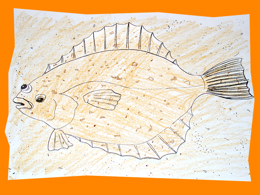drawing of a flounder blending in to background