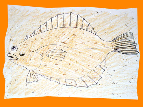 drawing of a flounder blending in to background