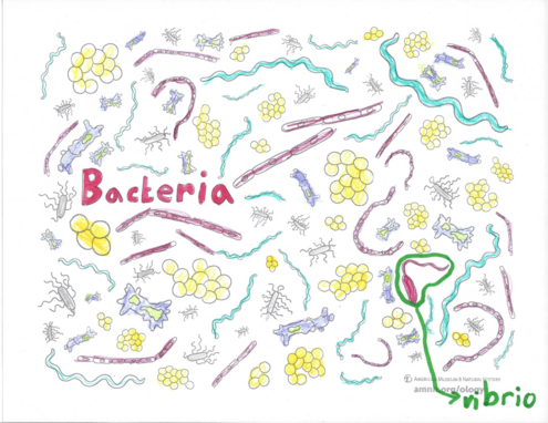 colorful drawing of bacteria