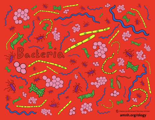 colorful illustration of bacteria