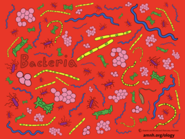 colorful illustration of bacteria