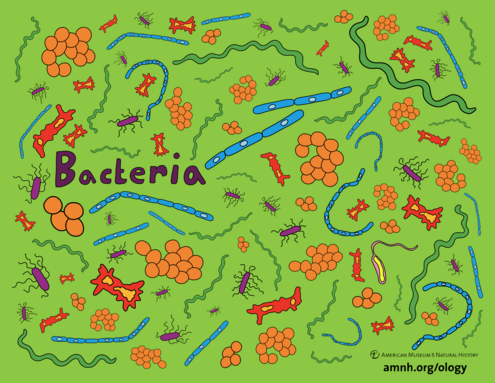 colorful illustration of bacteria