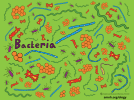 colorful illustration of bacteria