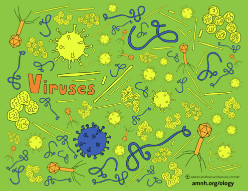 colorful illustration of viruses