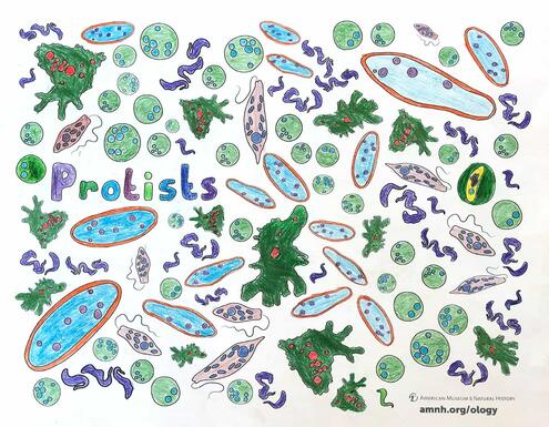 colorful illustration of protists