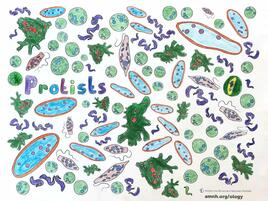 colorful illustration of protists