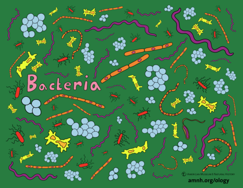 colorful illustration of bacteria