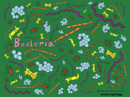 colorful illustration of bacteria