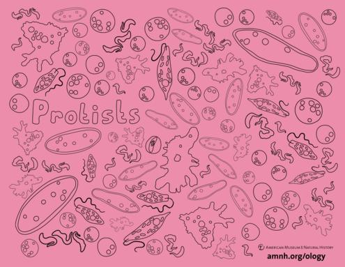 illustration of protists in pink