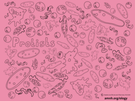 illustration of protists in pink