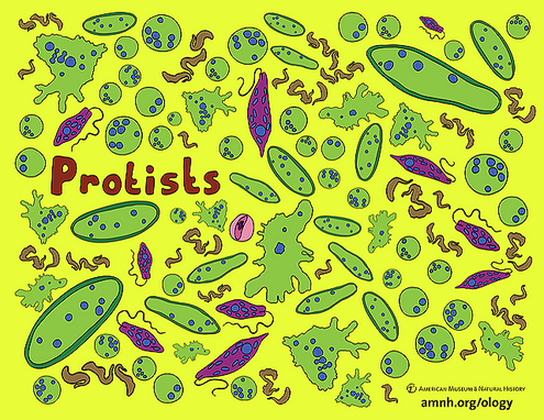 colorful illustration of protists