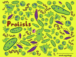 colorful illustration of protists