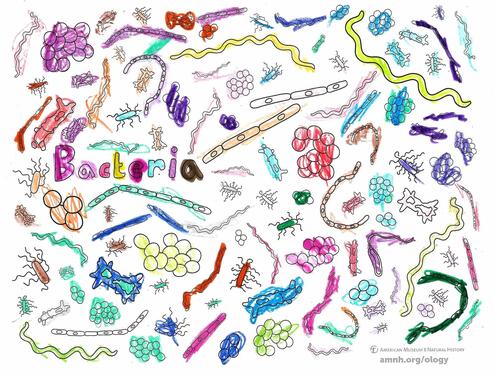 colorful illustration of bacteria