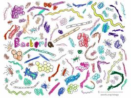 colorful illustration of bacteria