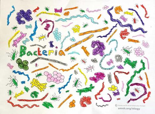 colorful illlustration of bacteria