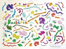 colorful illlustration of bacteria