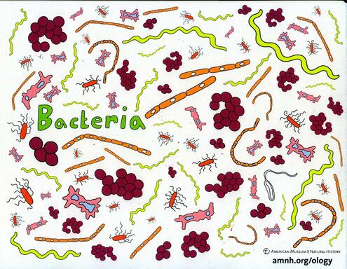 colorful illustration of bacteria