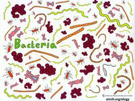 colorful illustration of bacteria