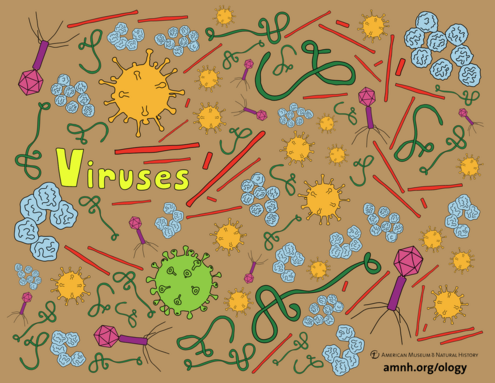 colorful illustration of viruses