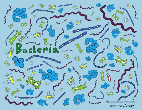 Colorful illustration of Bacteria