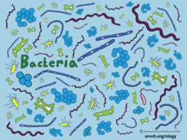 Colorful illustration of Bacteria