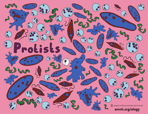 colorful illustration of protists