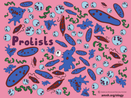 colorful illustration of protists