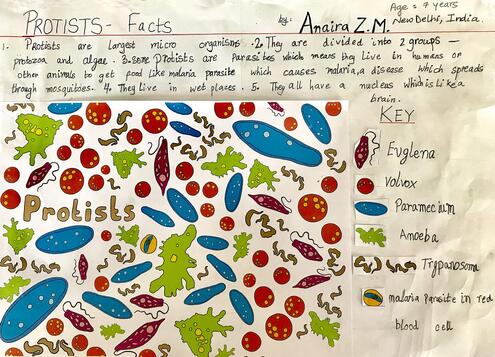 colorful illustration of protists