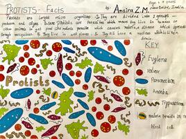 colorful illustration of protists