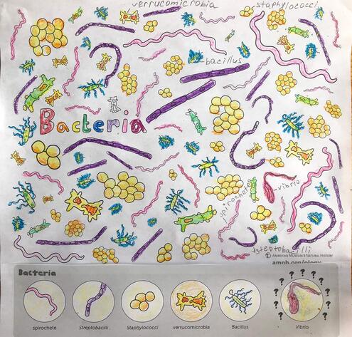 colorful illustration of bacteria