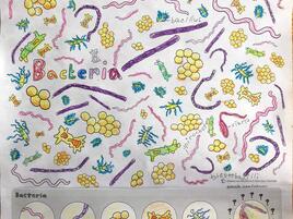 colorful illustration of bacteria