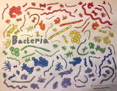 colorful illustration of bacteria