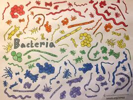 colorful illustration of bacteria