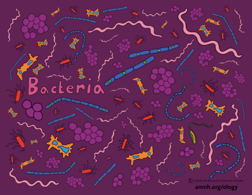 colorful illustration of bacteria