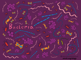 colorful illustration of bacteria