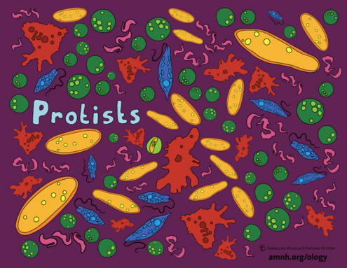 colorful illustration of protists