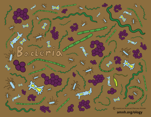 colorful illustration of bacteria