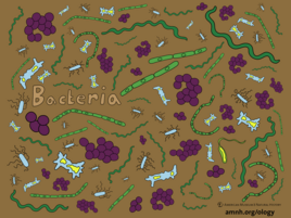 colorful illustration of bacteria