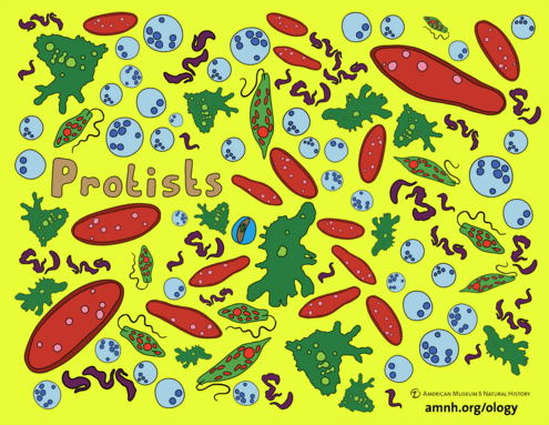 colorful illustration of protists