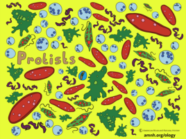 colorful illustration of protists