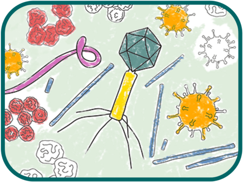 illustration of microbes in a variety of shapes