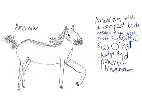 line art drawing of an Arabian horse
