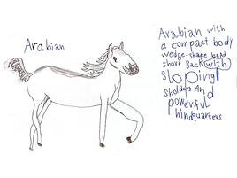 line art drawing of an Arabian horse