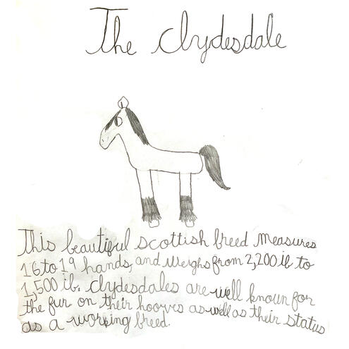 line drawing of a Clydesdale horse