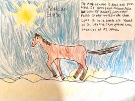 drawing of an Arabian horse with description